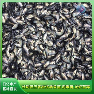 產品圖片_廣州市花都區赤坭日億水產魚苗養殖場