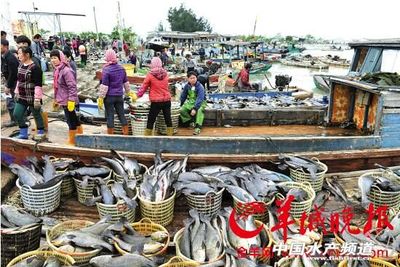 官方發布:寒災已致廣東水產業損失9.9億元,預計回暖過程還將大規模死亡
