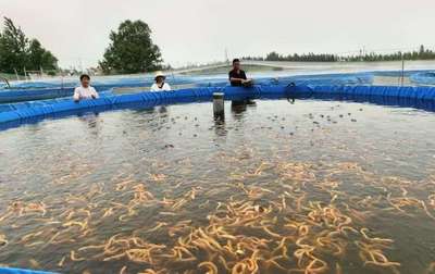 安徽蕭縣這兩種水產品獲全國金獎